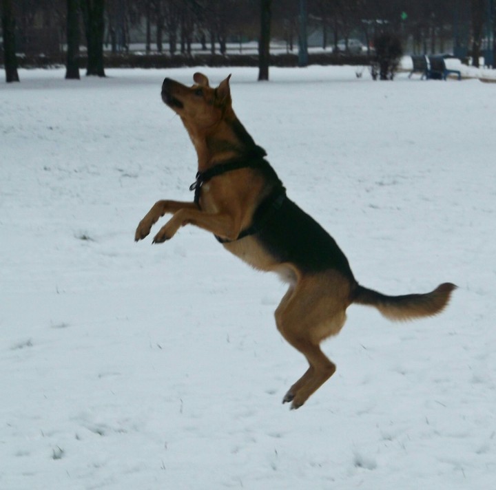 dog