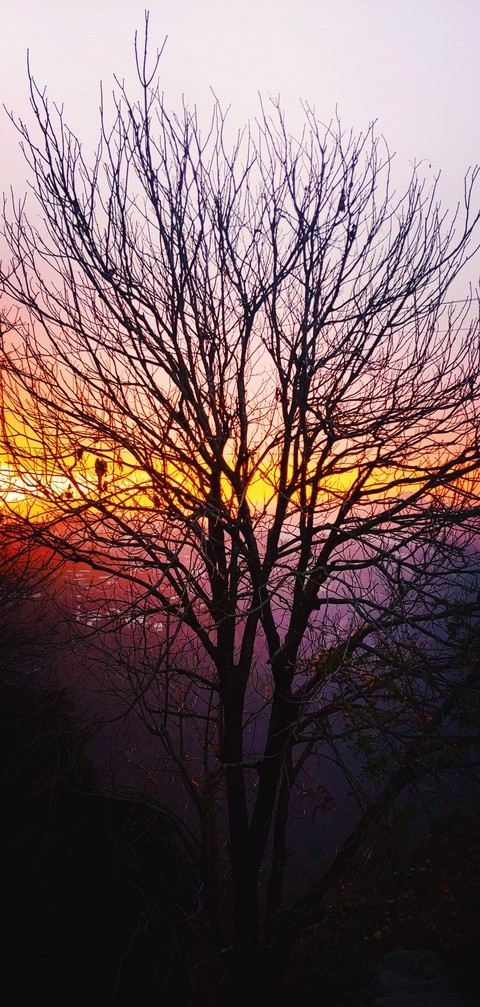 tinted tree