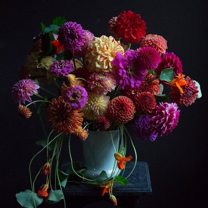 dahlia