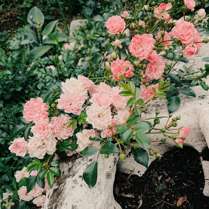 Pink roses