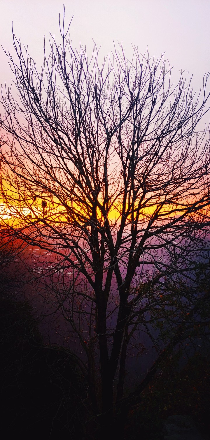 tinted tree