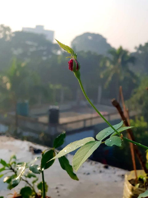 কলি