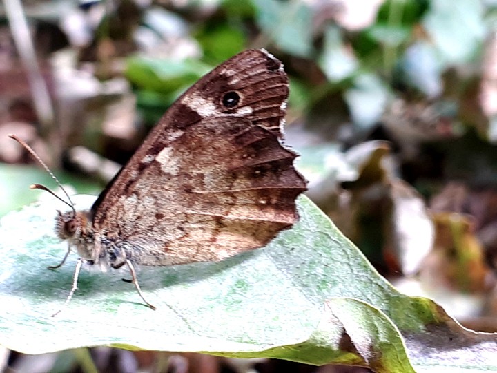 little brown butterfly