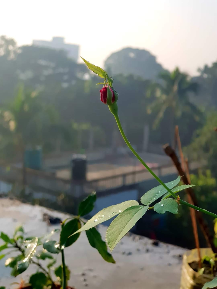 কলি
