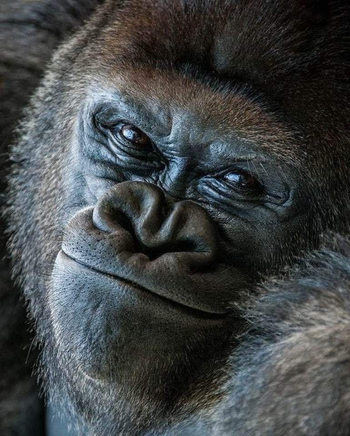 Happy Gorilla