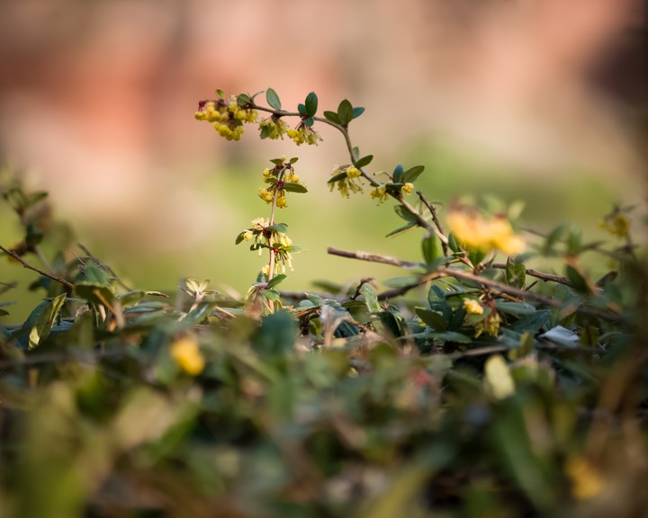 Bush flowers