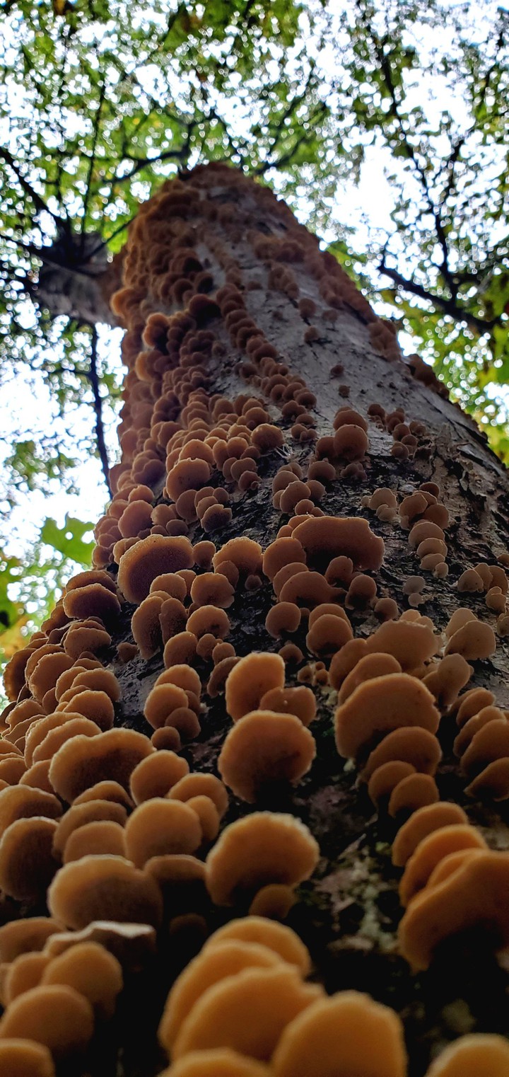 mushrooms