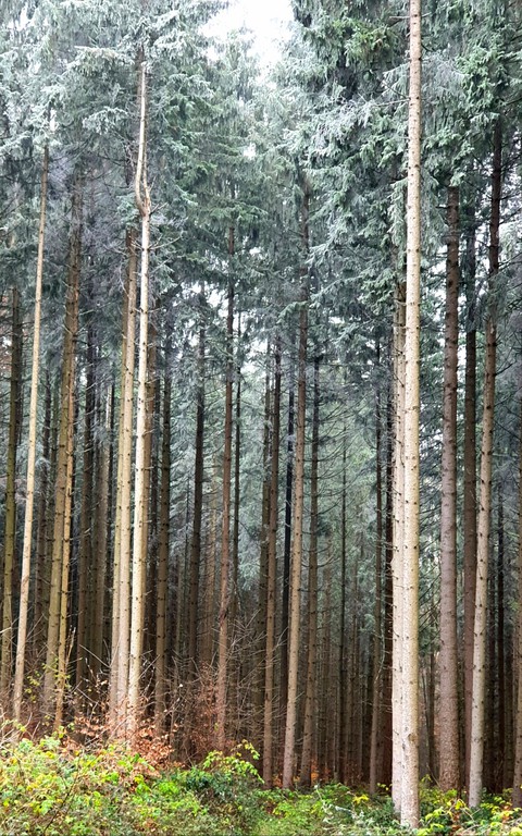 tree, forest桌布