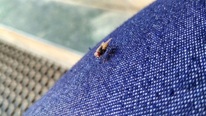 The Fly