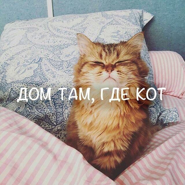 Дом там,где кот)☺