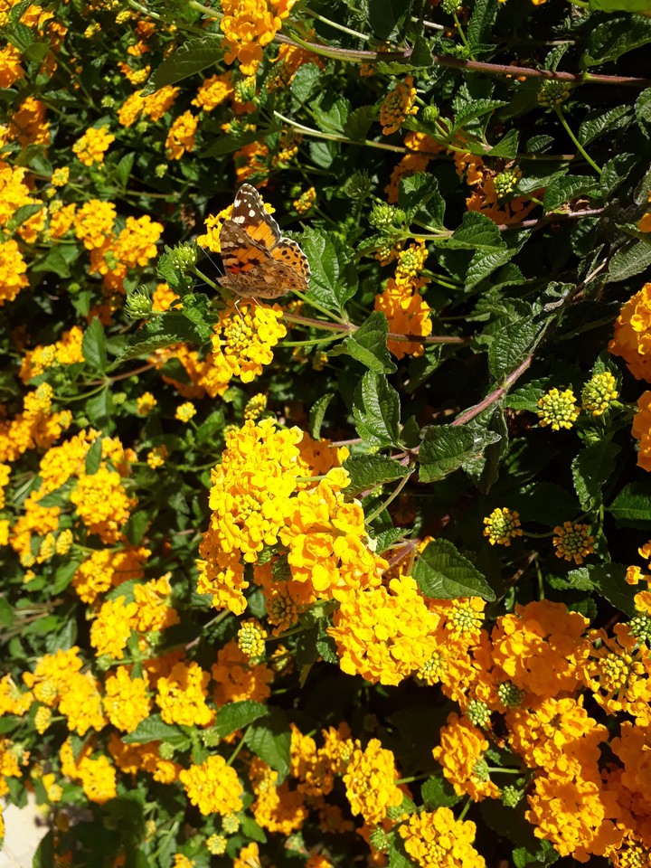 nature flower