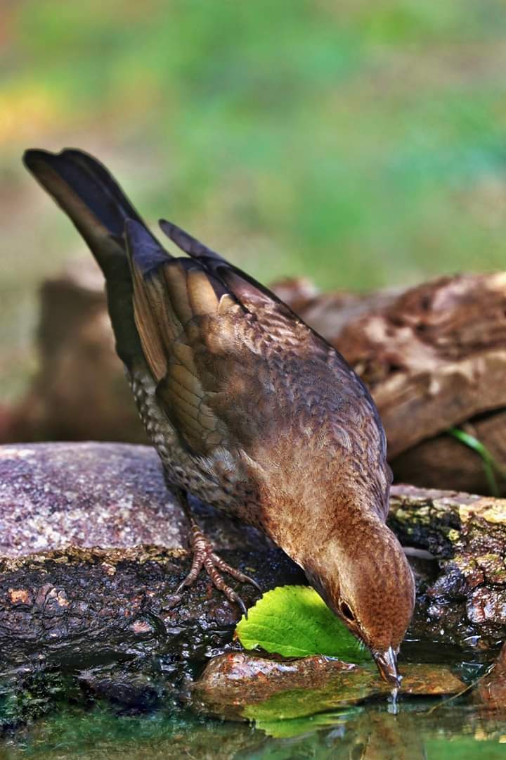 Bird