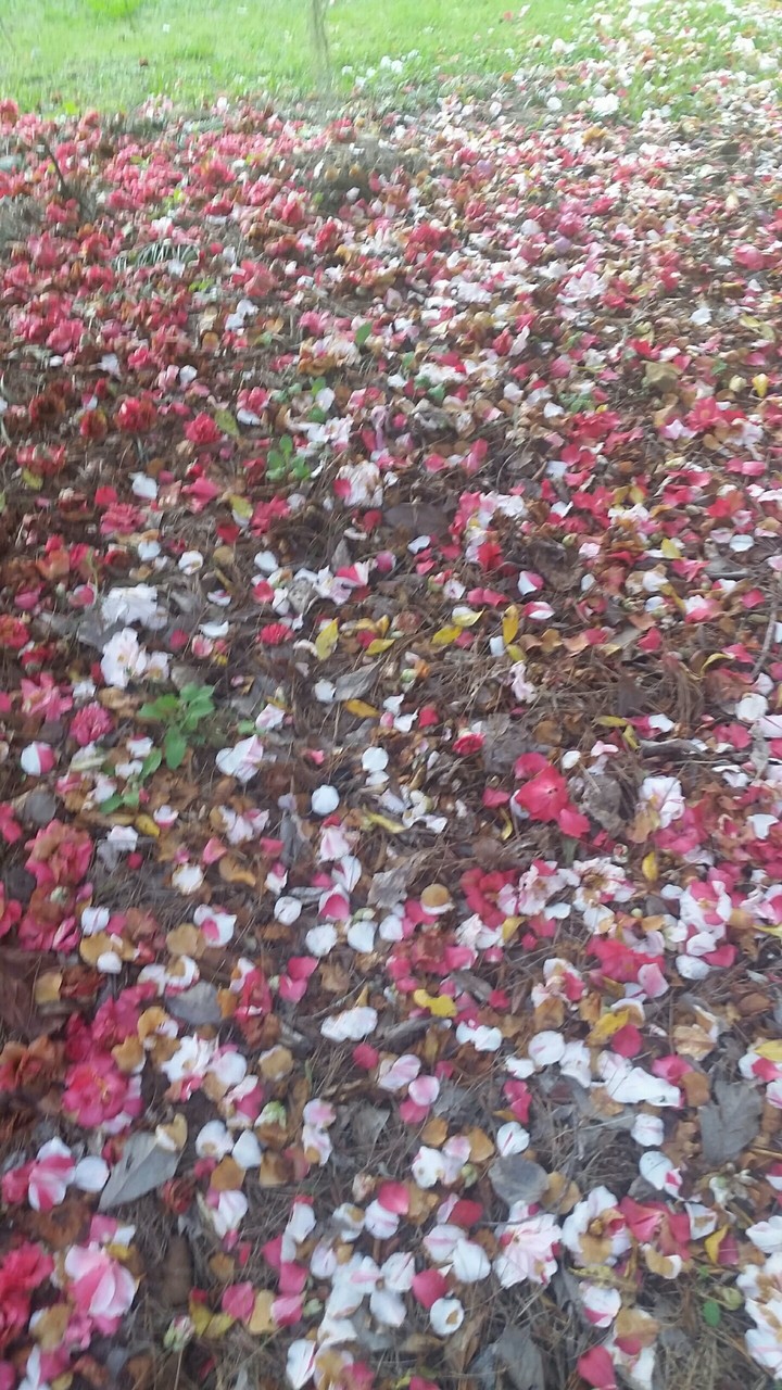 bed of flowers