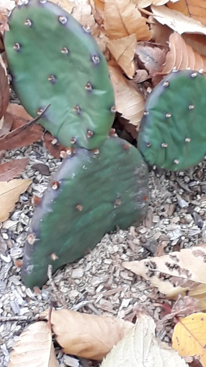 선인장
