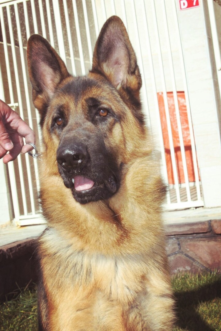german