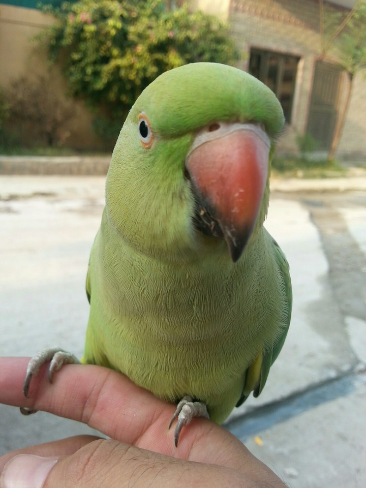 Talking  parrot