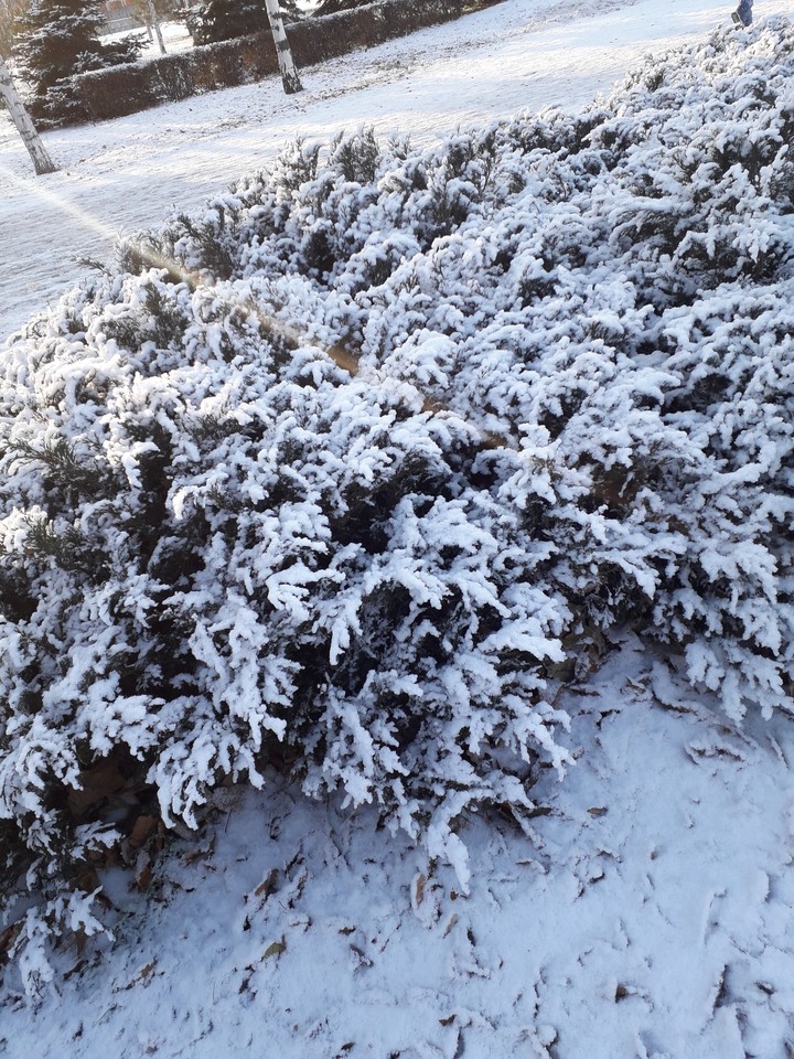 снежок
