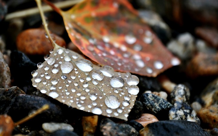 Dried leaves