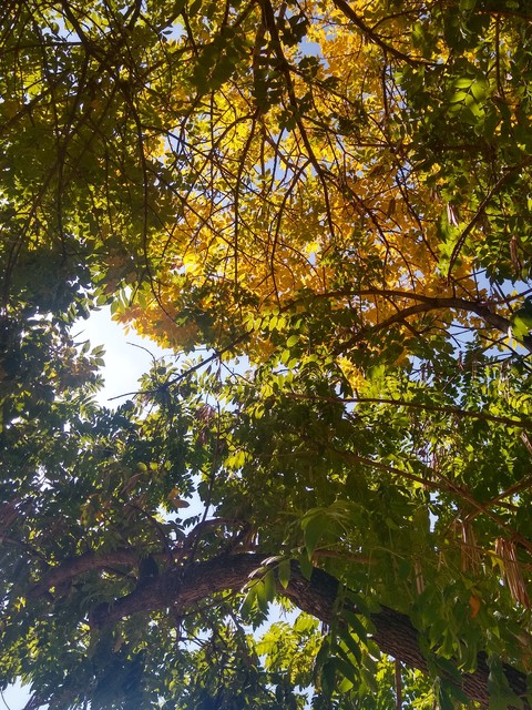 otoño, naturaleza桌布