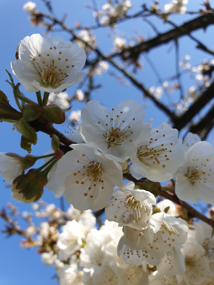 cherry blossom