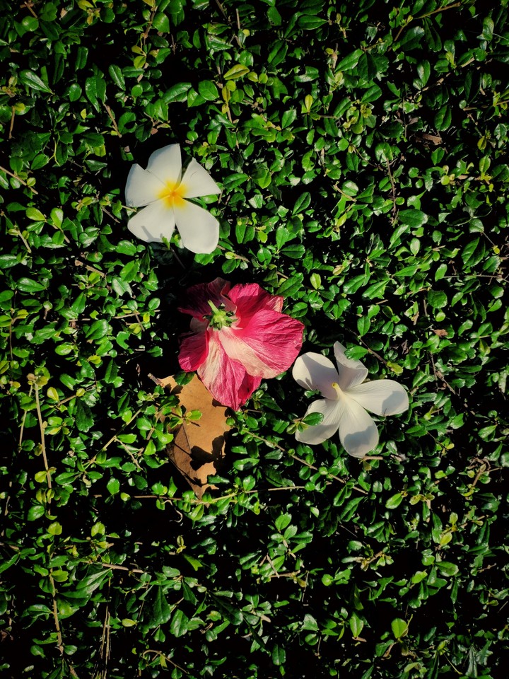 flowers