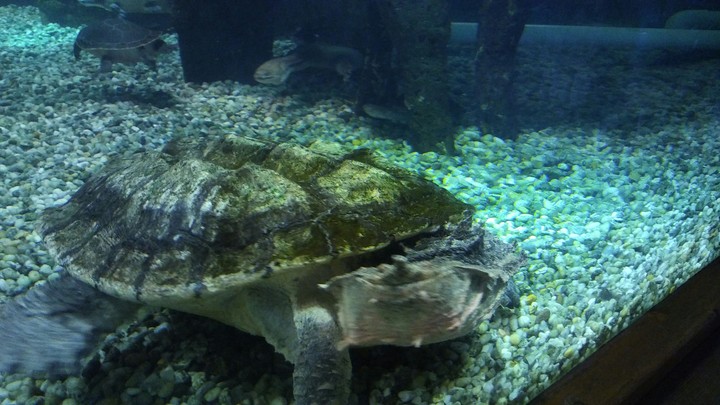 Mata Mata Turtle, Cape May Zoo
