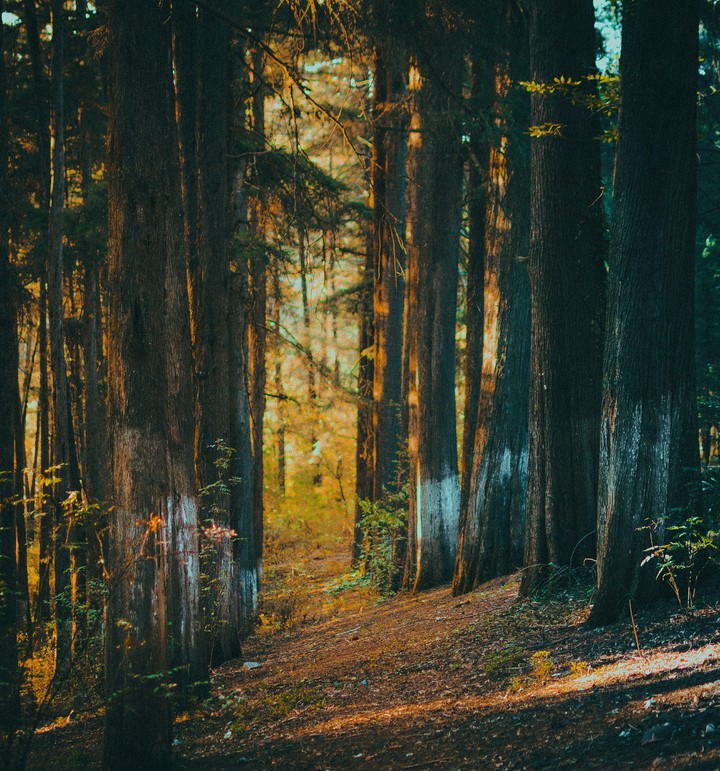 bosque