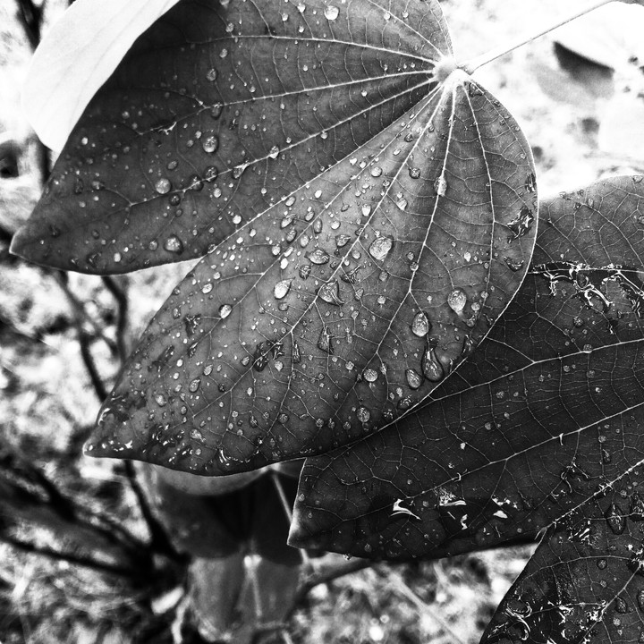 water drops