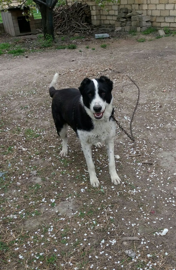 Caucasian dog