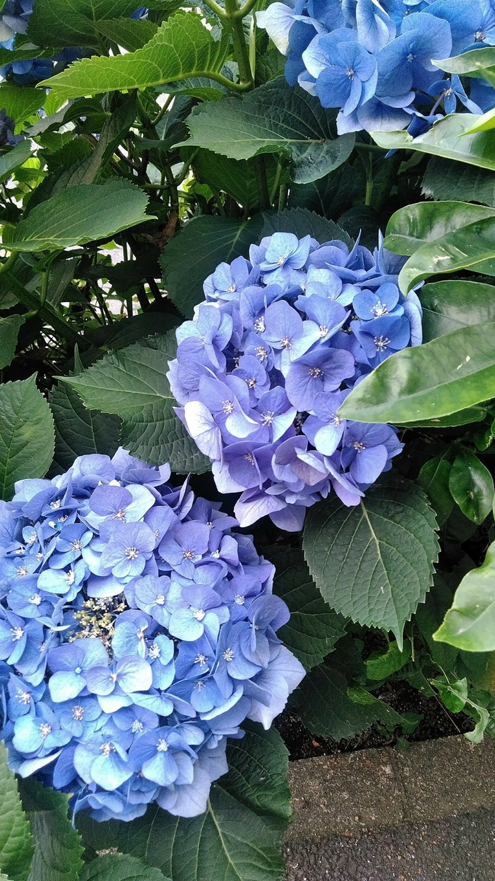 hydrangea