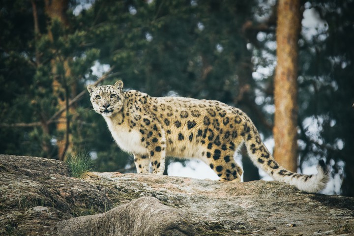 snow leopard