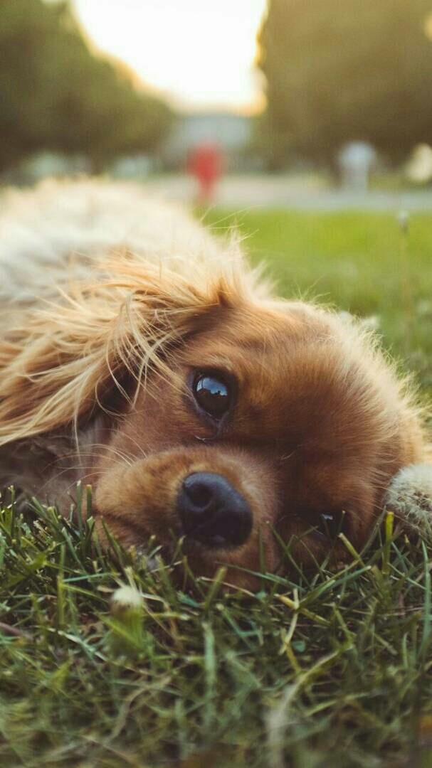 dogs