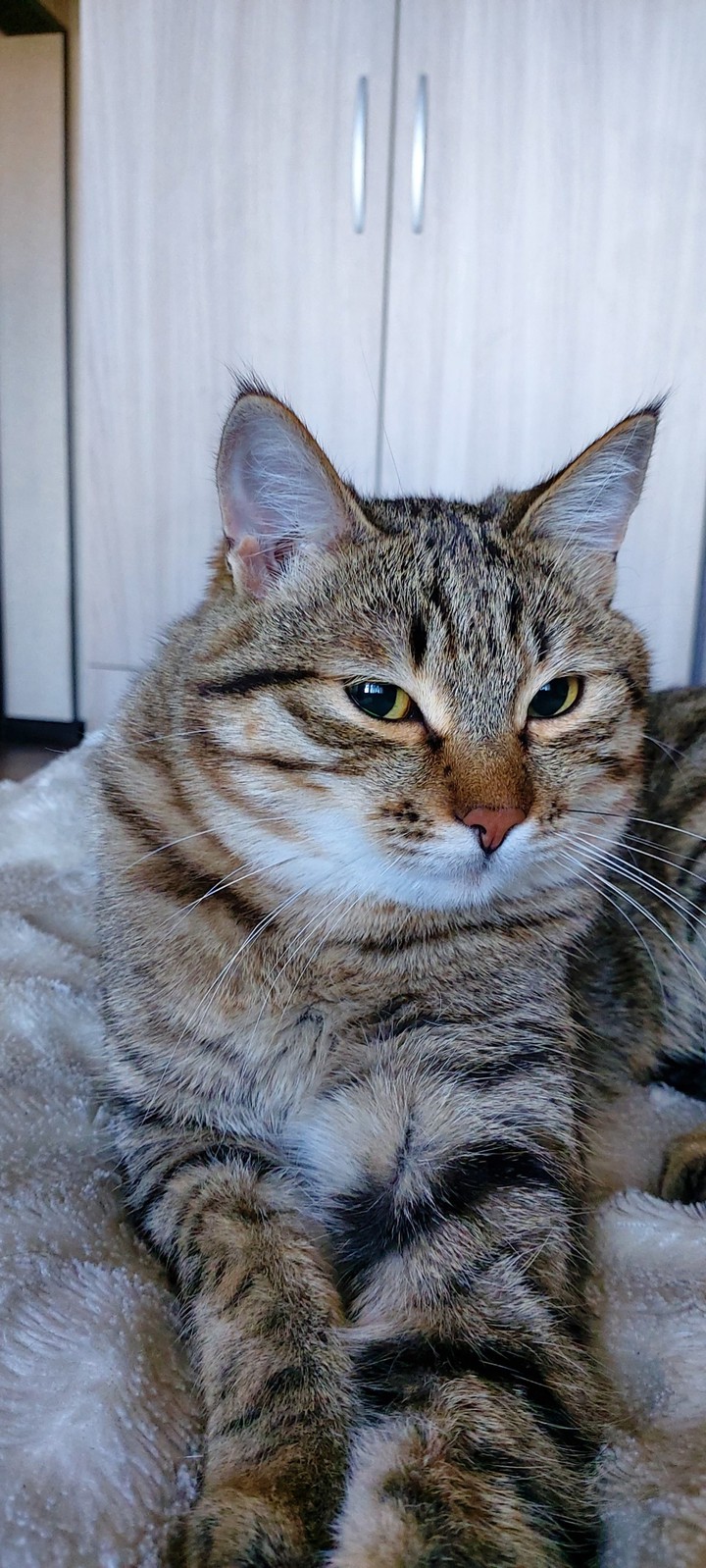 кот