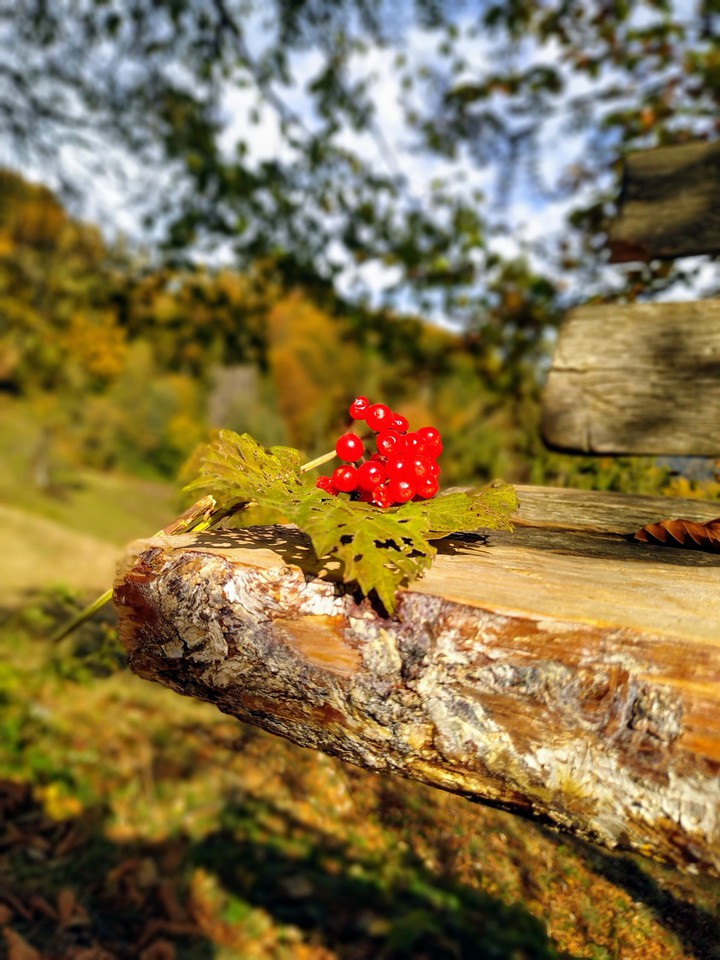 Guelder rose