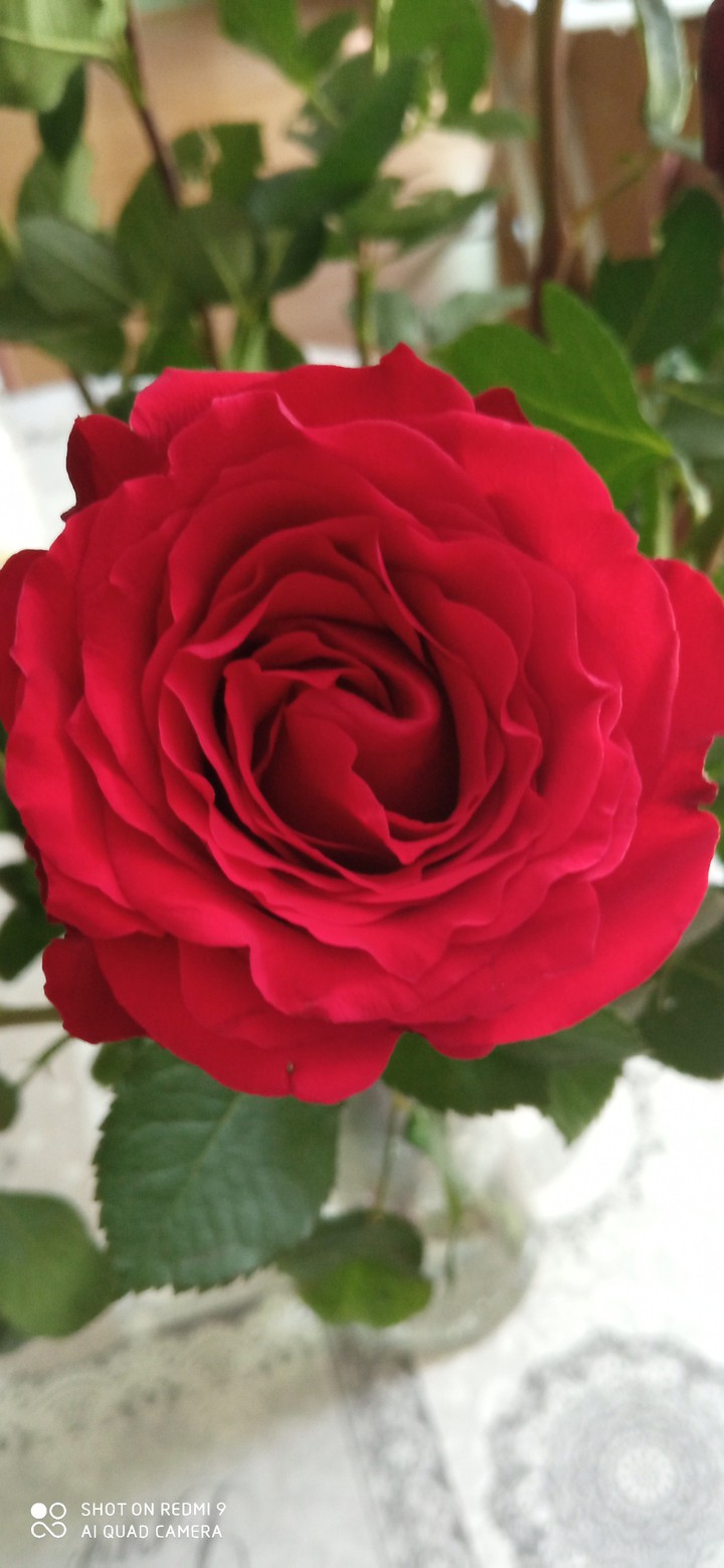 fleure