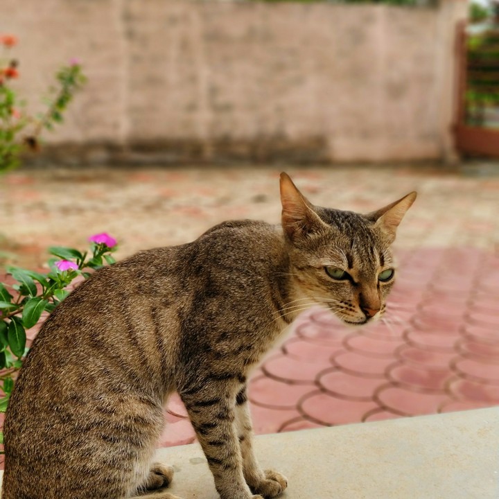 Cat was confused!! donno y