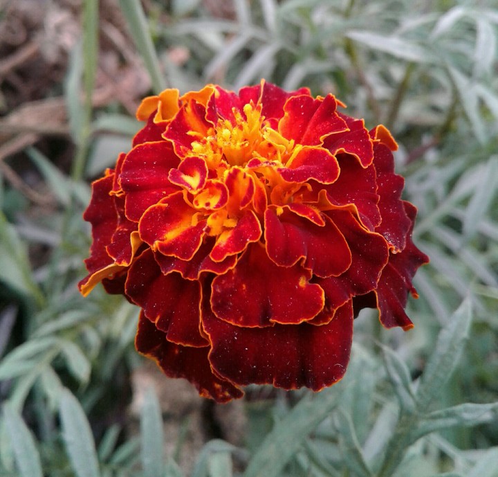 favourite flower