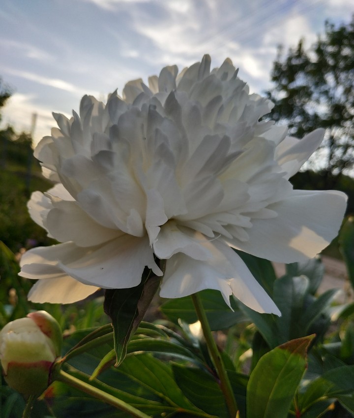 PEONY