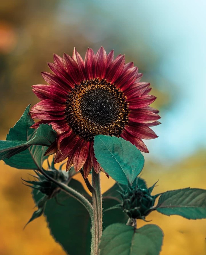 #sunflower