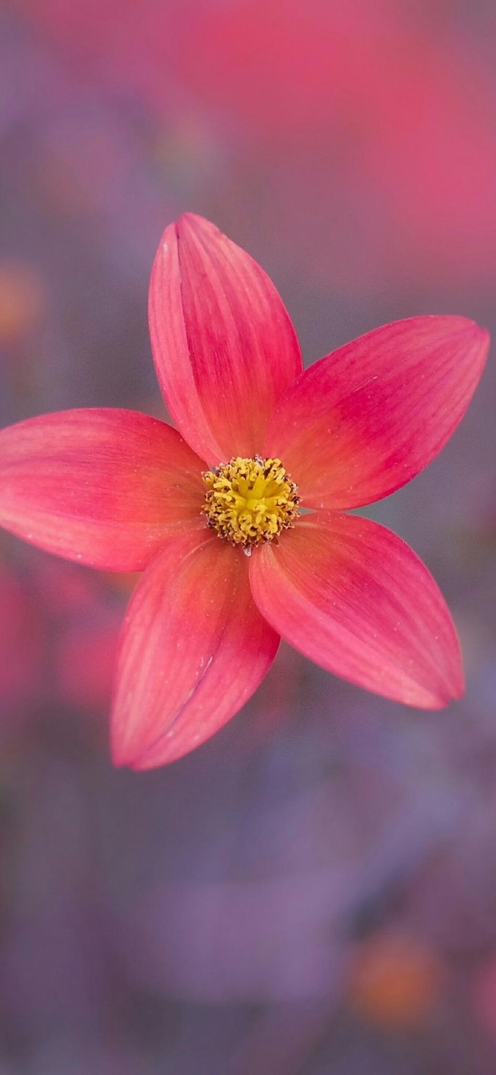 Beautiful flower