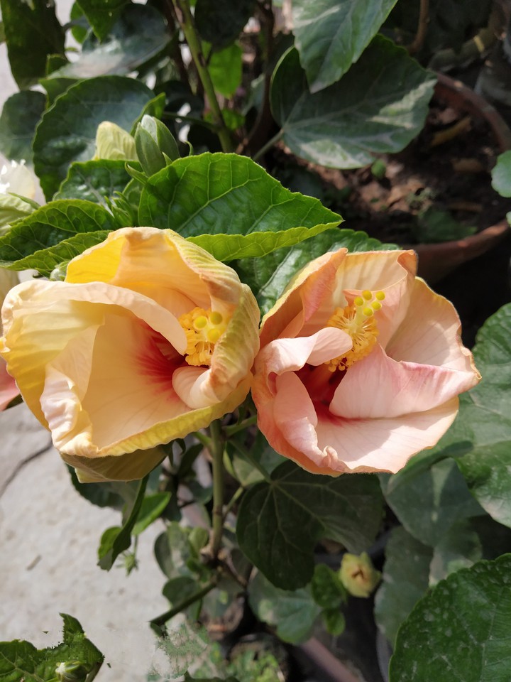 Hibiscus