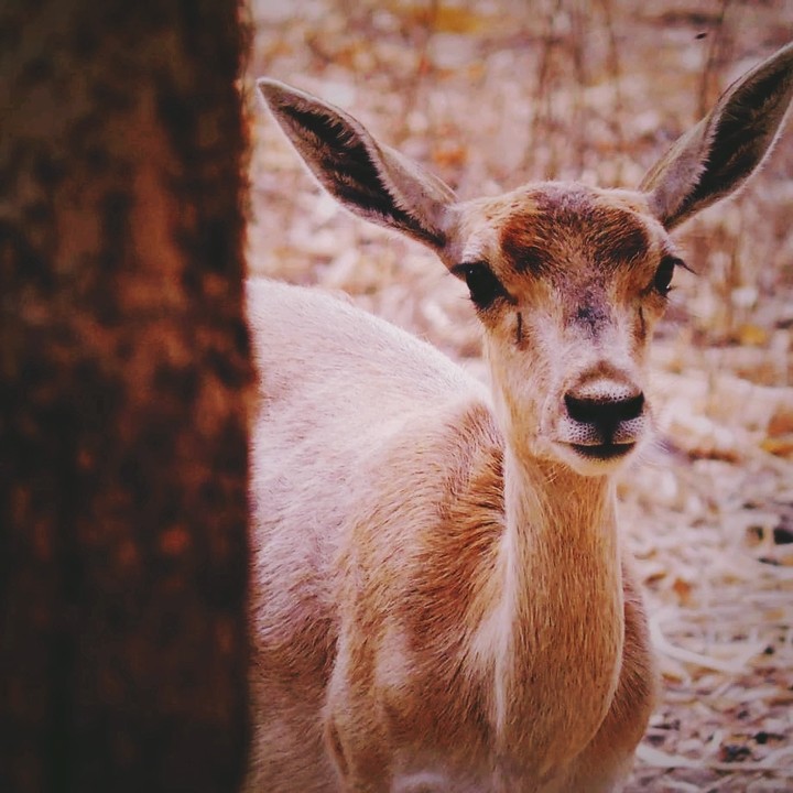 deer