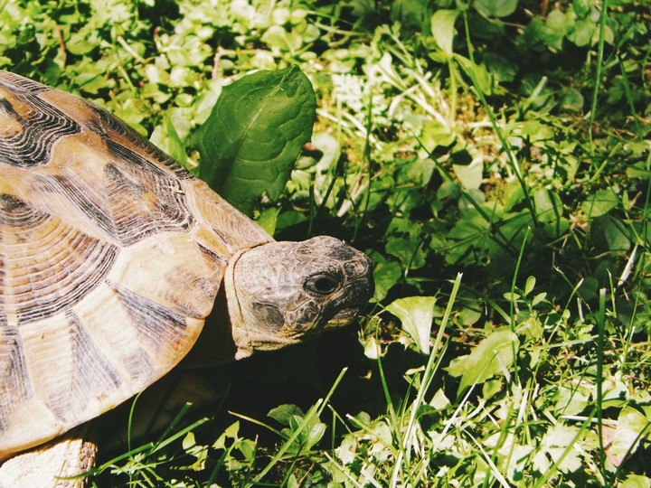 say "hi"
