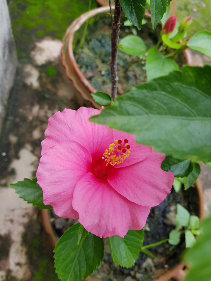 flower chaina rose