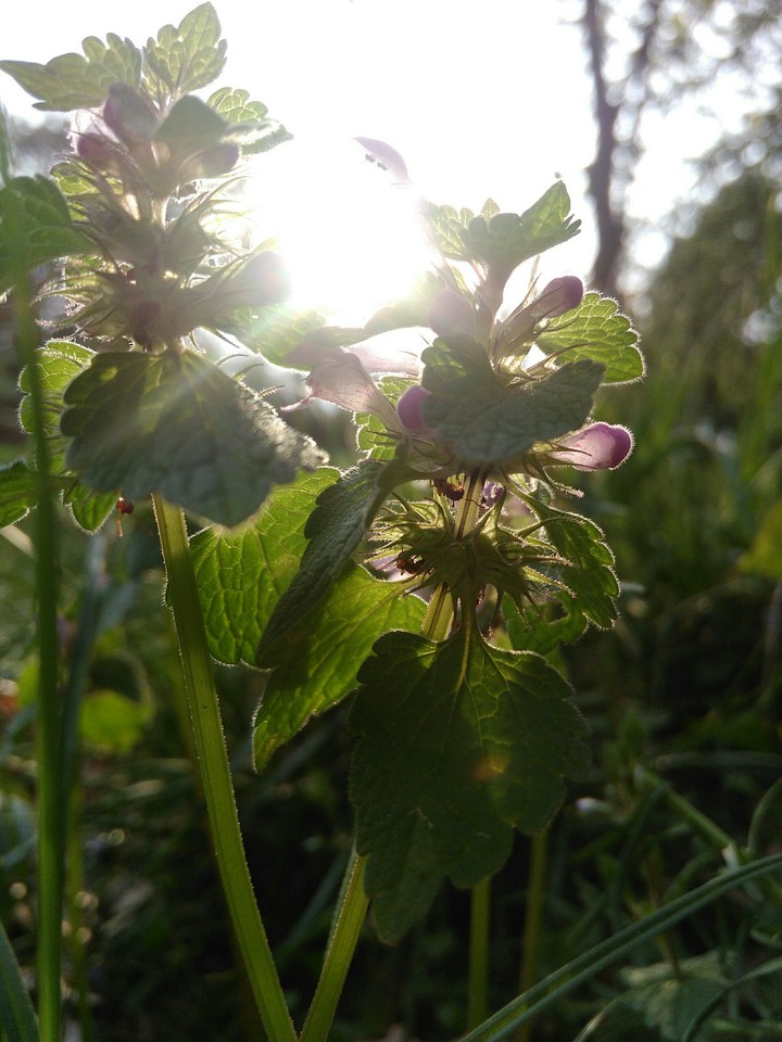 Sun and flowers