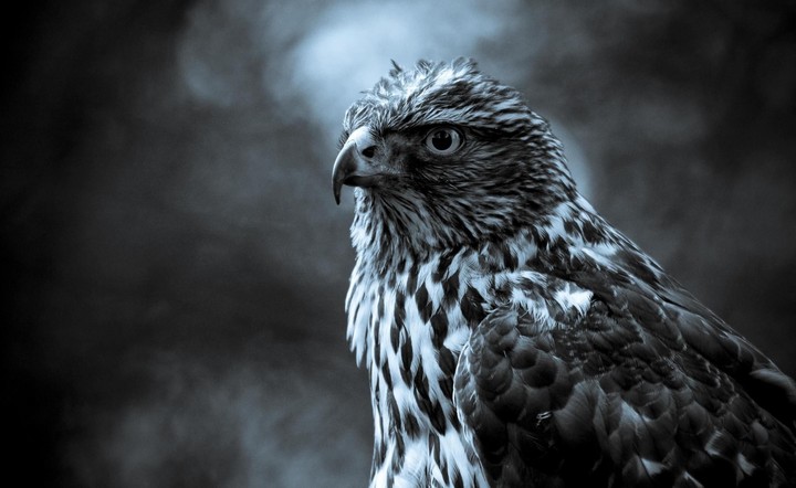 Eagle