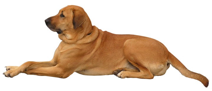 Dogy