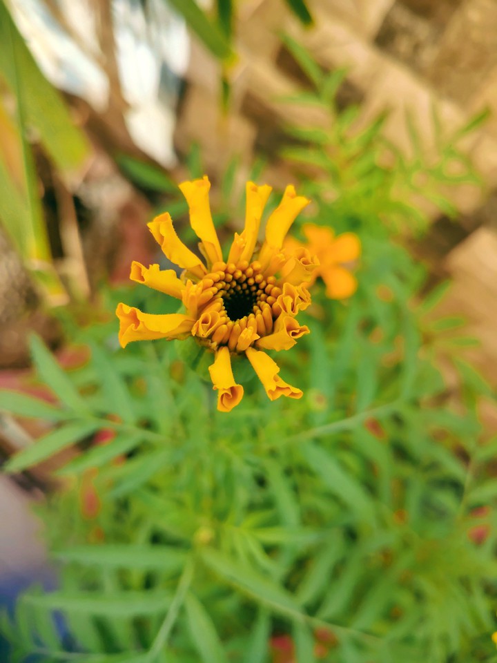 petal