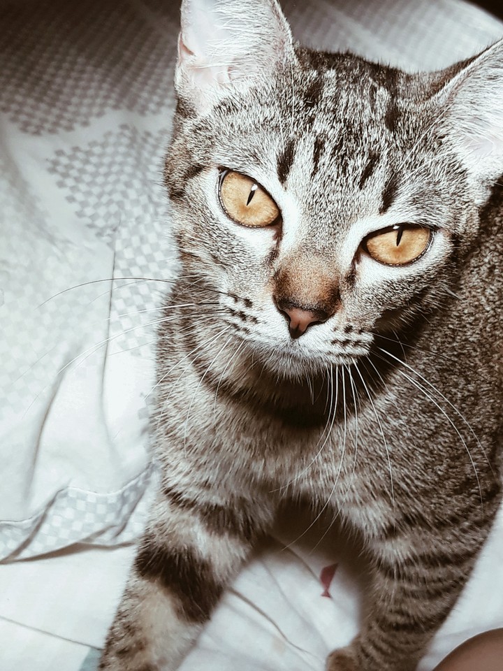 Yellow sensitive eyes