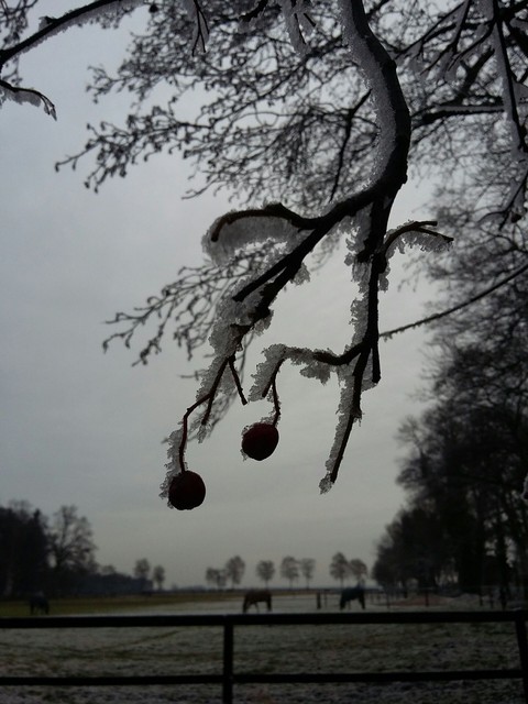 Bird berry